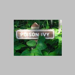 poison ivy.JPG